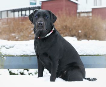 Close-up of black dog during winter