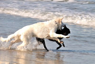 Dogs rough housing while running on shore at beach