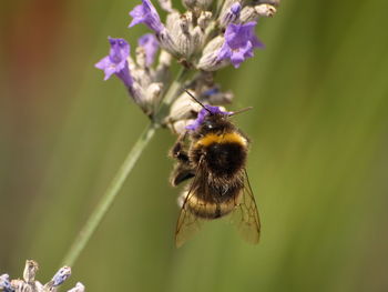 Close-up of bee pollinating on purple flower