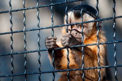 Close-up of monkey in cage at zoo