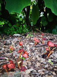 Close-up of fruits growing on field