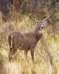 Portrait of deer standing at forest