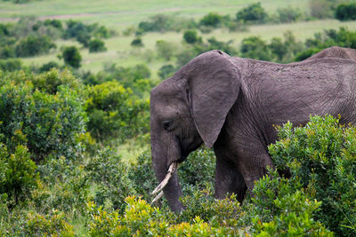 View of elephant on land