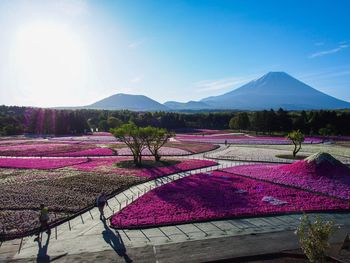 Purple field against mt fuji and blue sky on sunny day