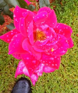 Low section of pink flower on field