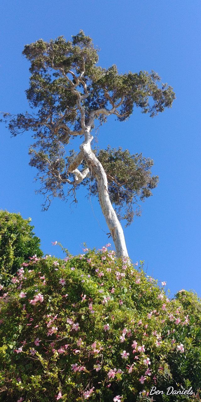 LOW ANGLE VIEW OF TREE AGAINST CLEAR BLUE SKY