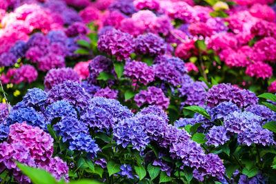 Close-up of pink flowering plants