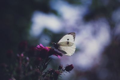 Close-up of butterfly perching on flower