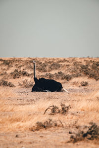 View of a bird on a land