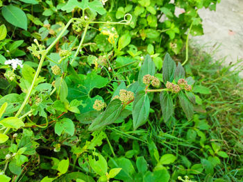 Close-up of insect on plant