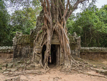 Old tree in forest