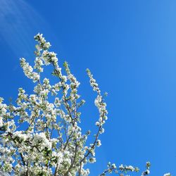 Low angle view of cherry blossom against blue sky