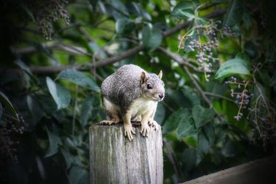 Gray squirrel looking for food at the park