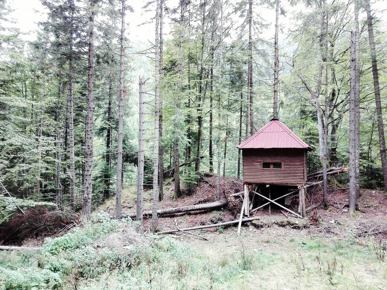 BUILT STRUCTURE IN FOREST