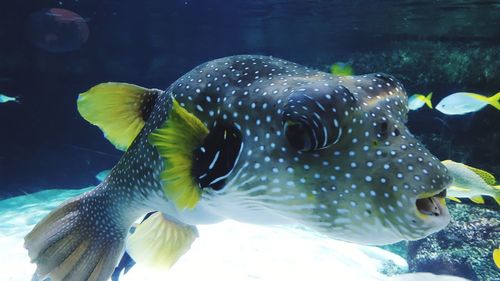 Close-up of fish swimming in sea
