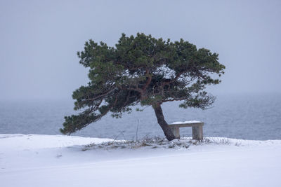 tree