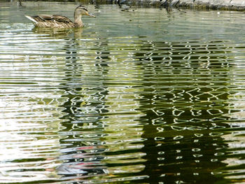 Birds swimming in lake