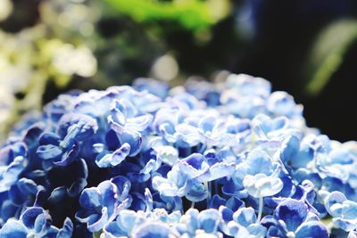 Close-up of blue hydrangea flowers