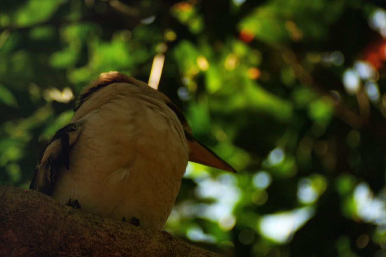 LOW ANGLE VIEW OF BIRD PERCHING ON BRANCH