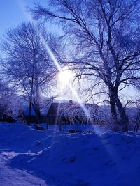 Sun shining through trees