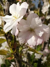 Close-up of white flowers