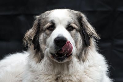 Close-up portrait of dog