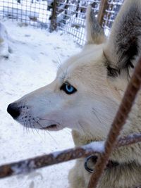 Close-up of a dog on snow