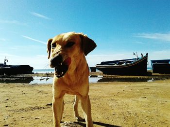 Dog standing on beach against sky