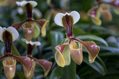 Close-up of purple flowering plant