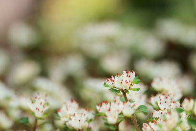 Close-up of flowers blooming outdoors