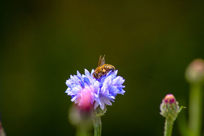 Close-up of insect on purple flower