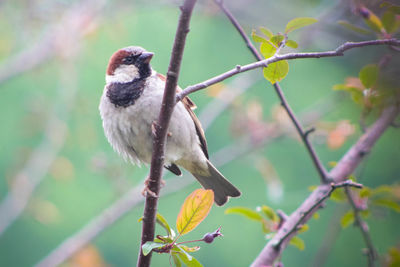 Close-up of sparrow perching on plant