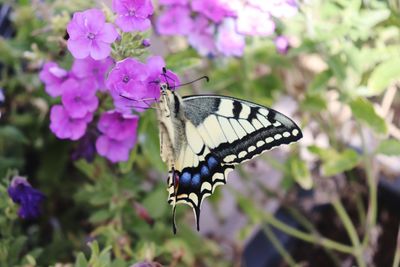 Close-up of butterfly pollinating on purple flower