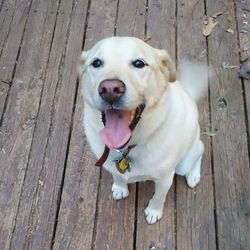 Portrait of dog on boardwalk