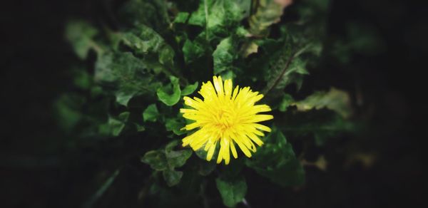 Close-up of yellow flowering plant