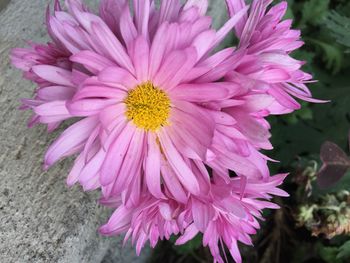 Close-up of pink flower