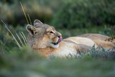 Close-up of lioness