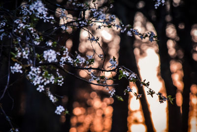 Low angle view of flowering plant on tree