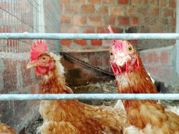 Close-up of roosters in pen