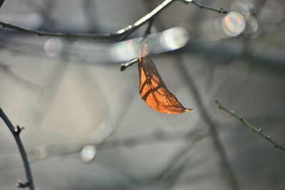 Close-up of orange butterfly