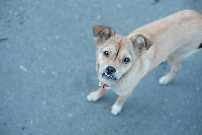 High angle portrait of dog standing on street