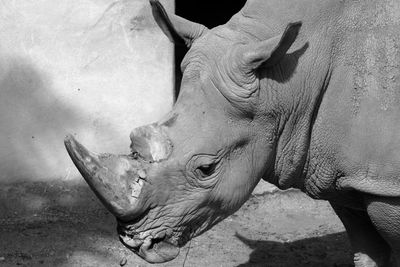 Close-up of a rhinoceros