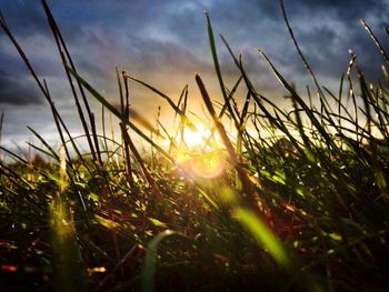 Scenic view of field against sky at sunset