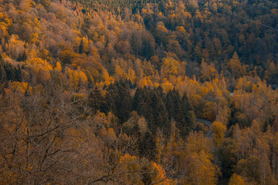 Trees in forest during autumn