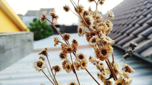 Close-up of flowering plant against building