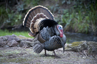 Close-up of bird