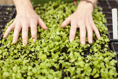 Close-up of hands and plants