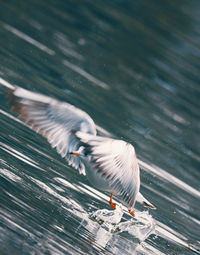 Close-up of seagulls flying