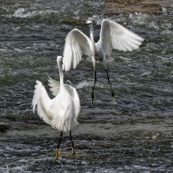 White heron on lake