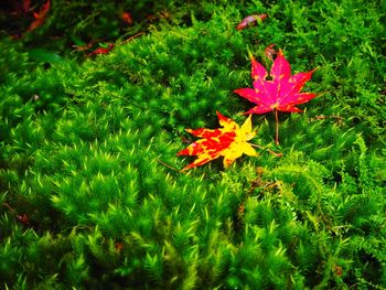 Close-up of maple leaf on grass